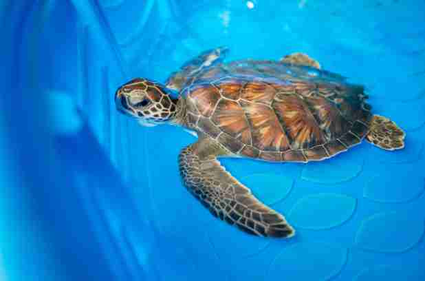 sea turtle