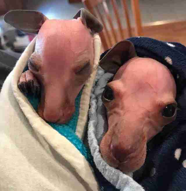 Baby Kangaroo Rescued From Pouch After Mom Is Hit By Car - The Dodo