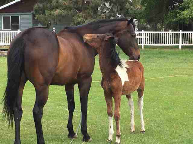 horse best friends