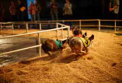 Pig Racing