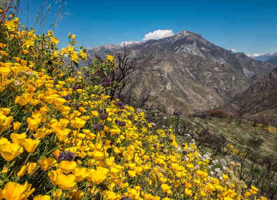 Kings Canyon National Park