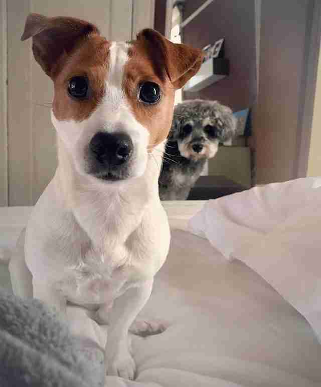 Two dogs