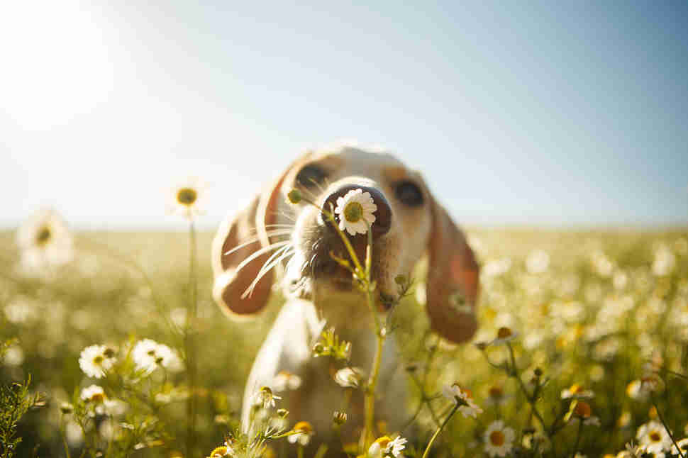 DPOTY Dogs at Play 2nd © Rodrigo Capuski The Kennel Club