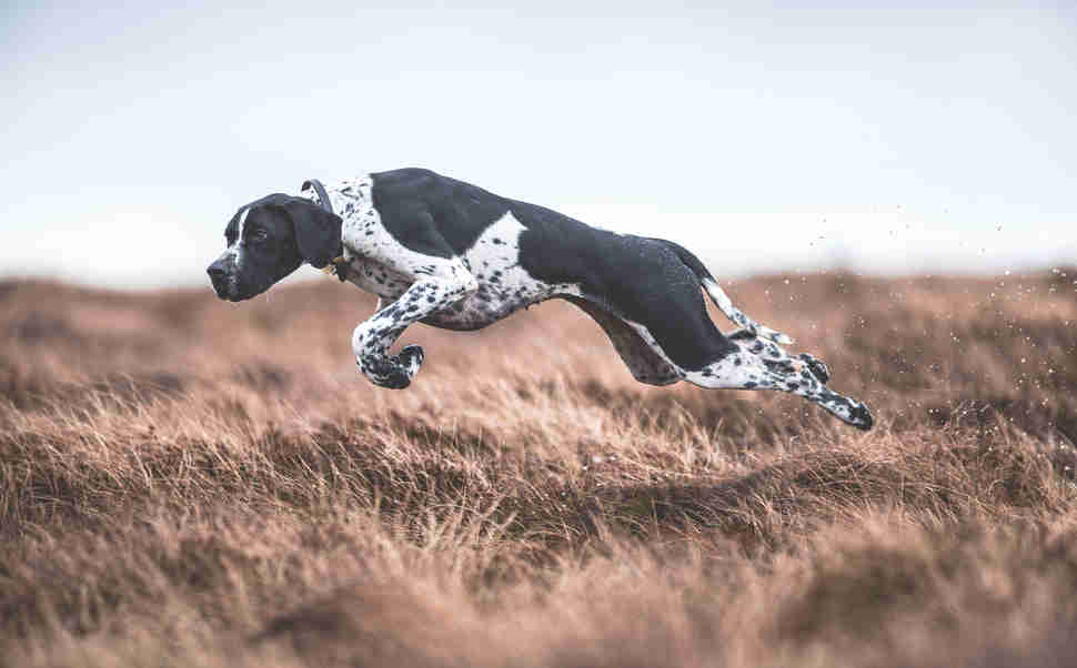 DPOTY Dogs at Work 1st © Sarah Caldecott The Kennel Club