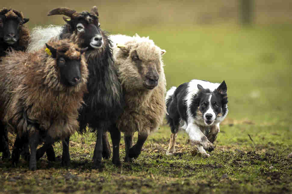 DPOTY Dogs at Work 3rd © Peter Steffensen The Kennel Club
