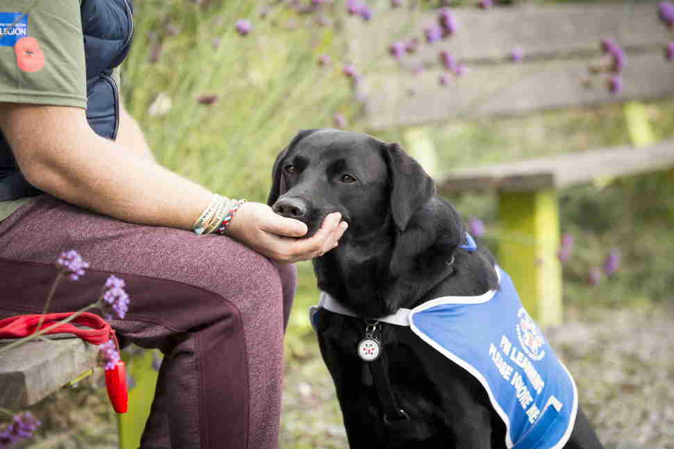 DPOTY Assistant 3rd © Julie Morrish The Kennel Club