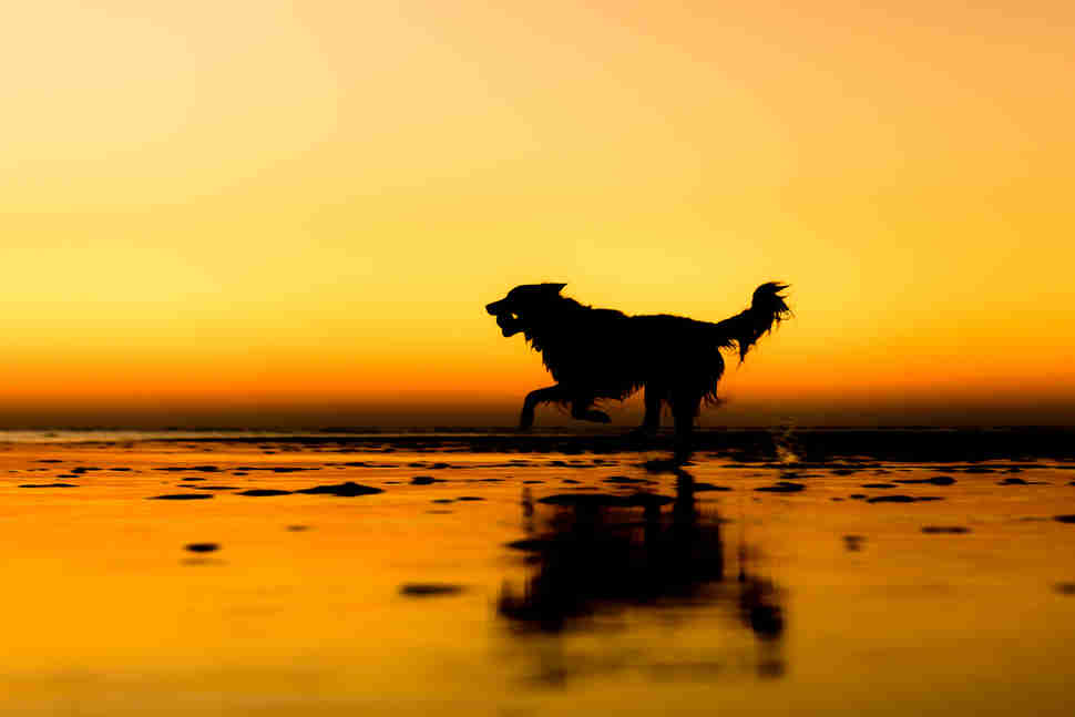 DPOTY Rescue 2nd © Martin Tosh The Kennel Club