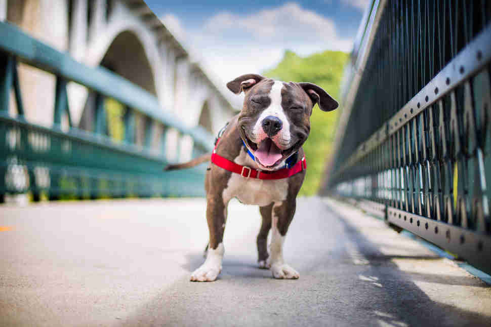 DPOTY Rescue 3rd © Kaylee Greer The Kennel Club