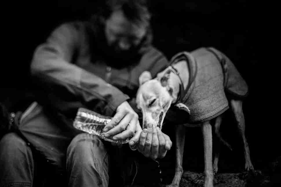 DPOTY Mans Best Friend 2nd © Emma Williams The Kennel Club