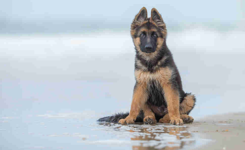 DPOTY Puppy 3rd © Ruud Lauritsen The Kennel Club (2)