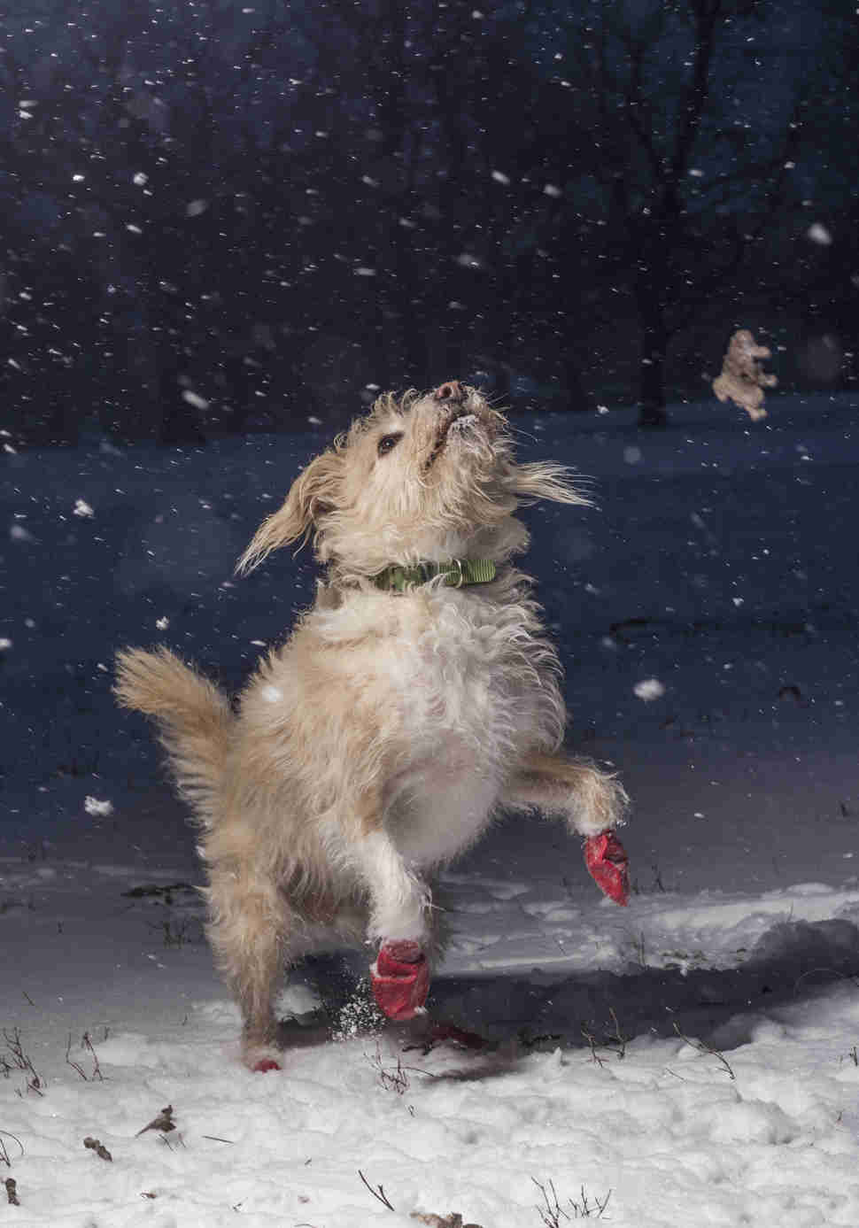 DPOTY I Love Dogs 1st © Julian Gottfried The Kennel Club