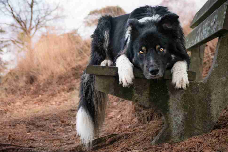 DPOTY I Love Dogs 3rd © Kirsten van Ravenhordt The Kennel Club
