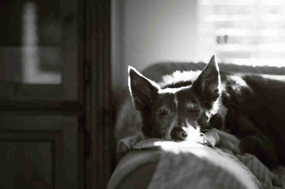 DPOTY Oldies 1st © John Liot The Kennel Club