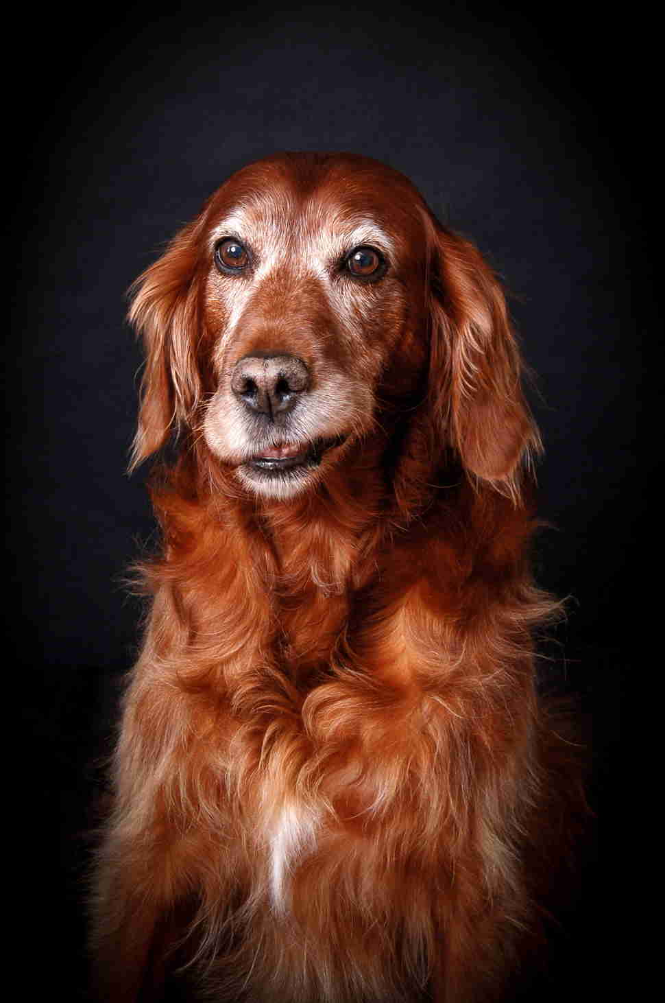 DPOTY Oldies 3rd © Tracy Kirby The Kennel Club