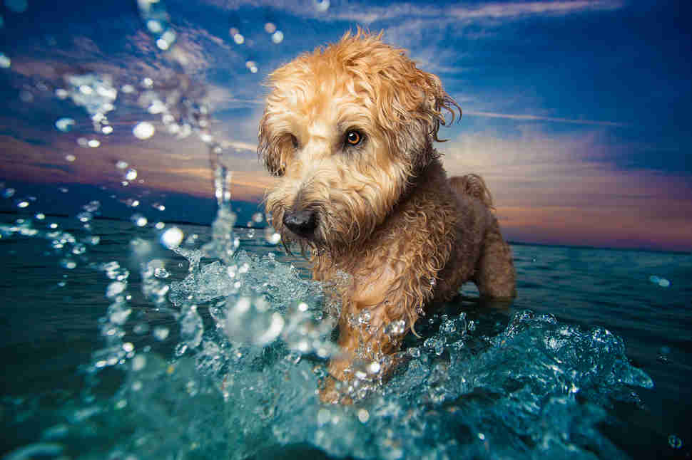 DPOTY Dogs at Play 1st © Kaylee Greer The Kennel Club