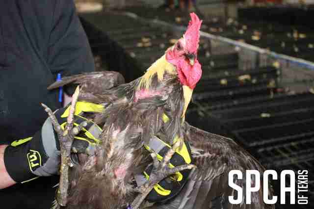 Rescued cockfighting rooster