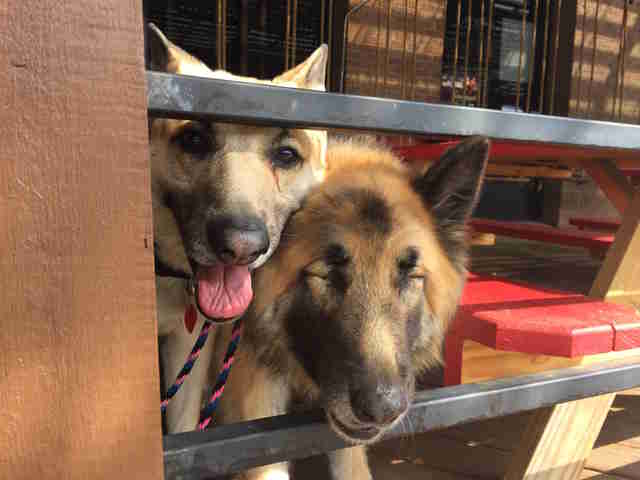 blind german shepherd