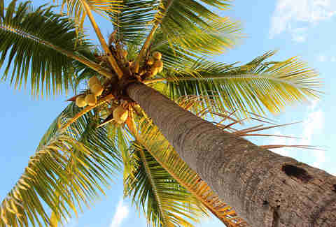 Coconut Tree | Captain Morgan LocoNut | Supercall