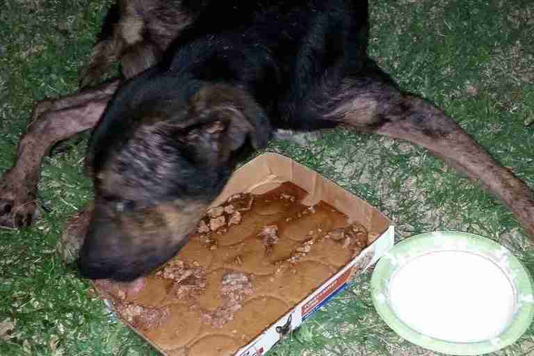 Paralyzed stray dog in field