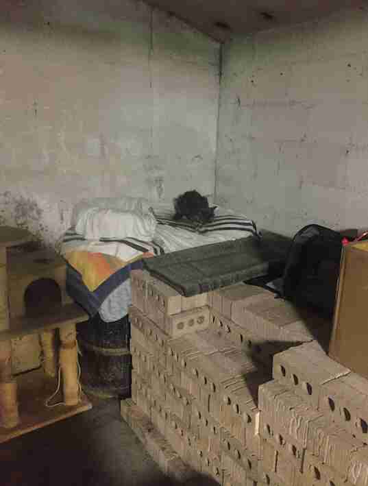 Cat abandoned in NYC apartment building basement
