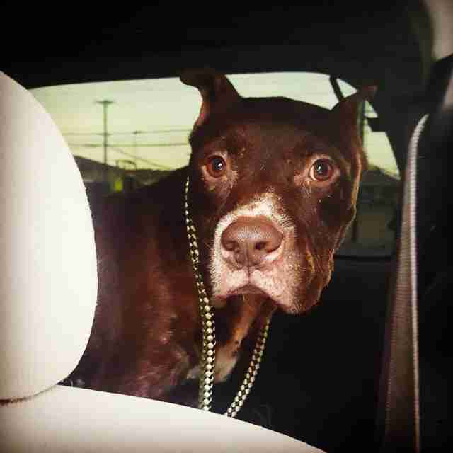 Dog saved from dumping ground in Texas