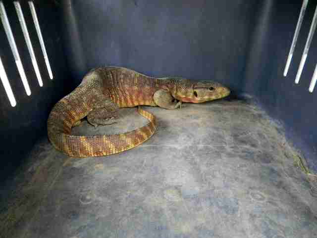 Monitor lizard