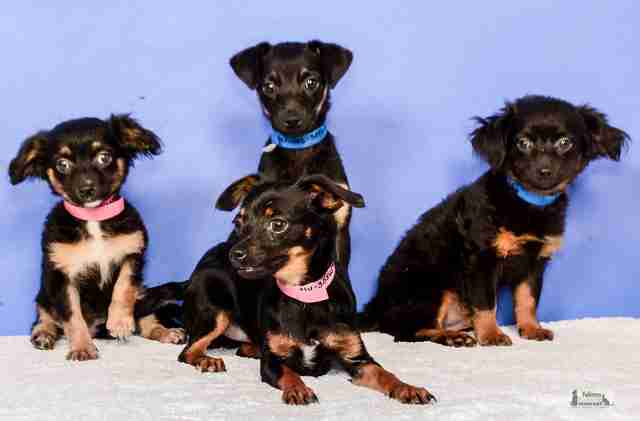 34 dogs and 2 chickens found in a trailer