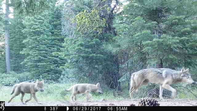 Gray wolf family in California
