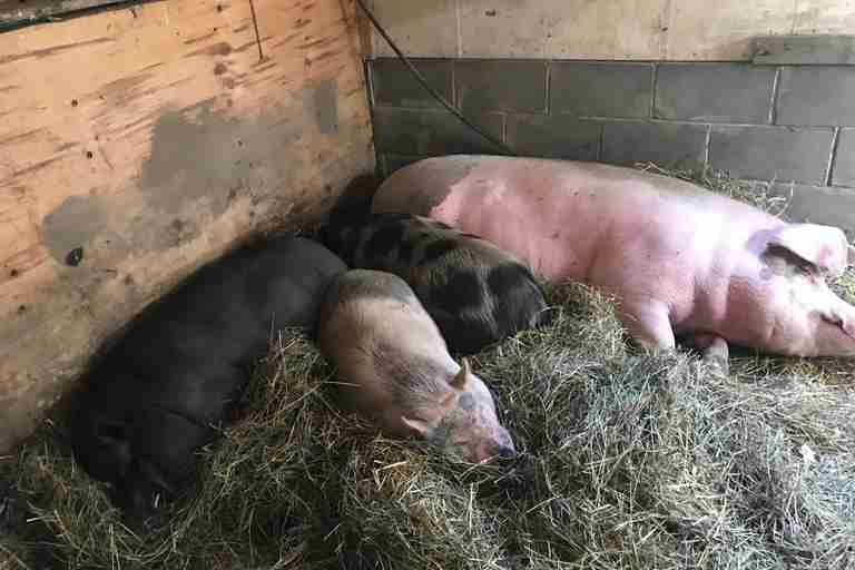 pigs nap with injured friend
