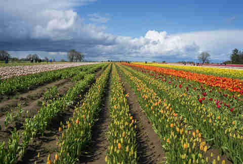 Wooden Shoe Tulip