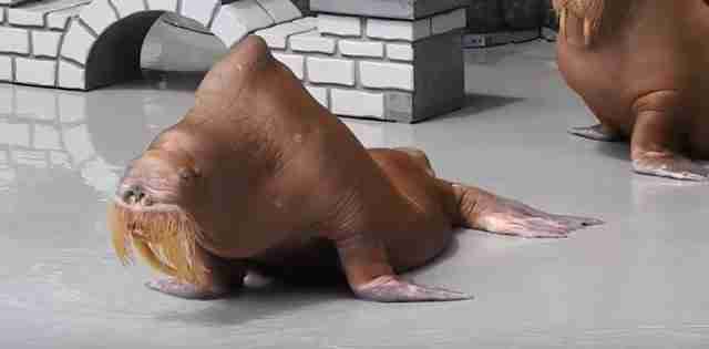 Emaciated walrus in marine park