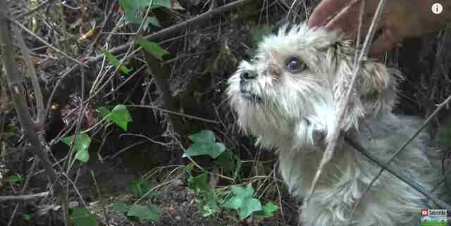 scared homeless dog runs for 7 days