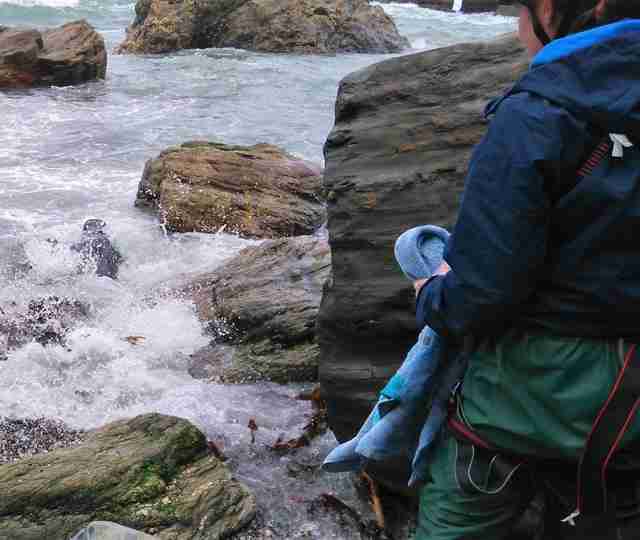 seal rescue