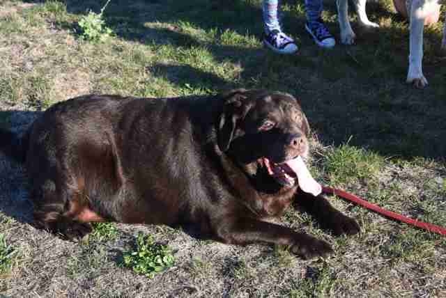 obese dog weight loss journey
