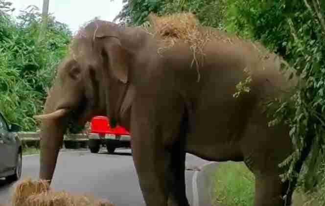 Asian elephant steals hay from truck