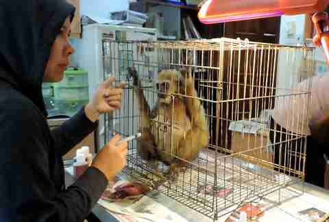 Woman with rescued gibbon in cage