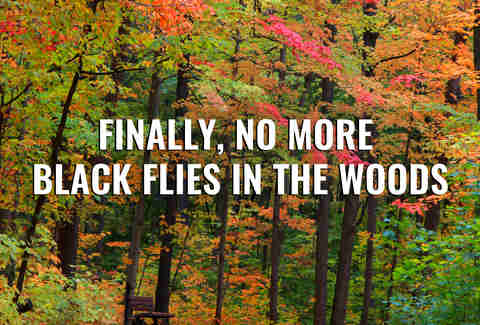 Michigan Forest in Fall