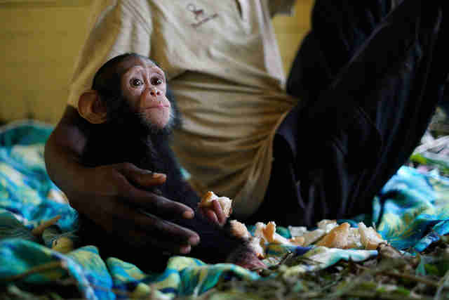 Rescued chimp with caretaker