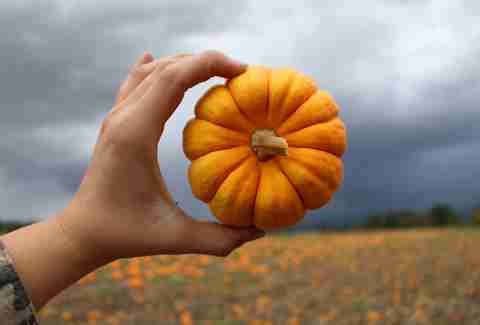 The Pumpkin Patch, Sauvie Island