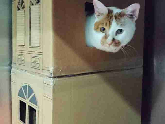 Cat inside double-story cardboard house