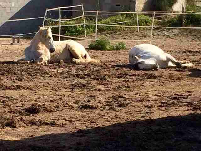 rescued horse couple relaxes together