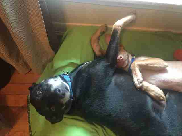 rescue puppy and senior dog cuddle
