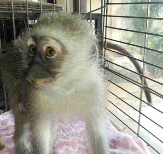 Rescued monkey in cage