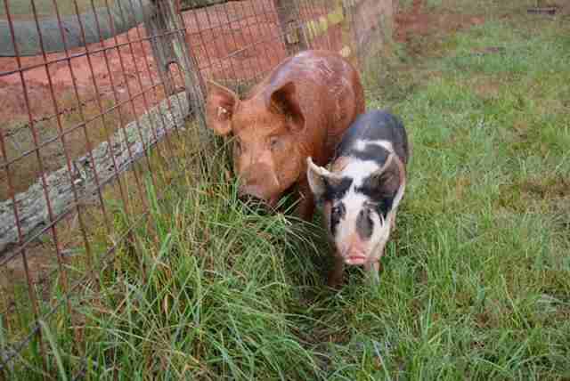 Rescued pig and boar best friends