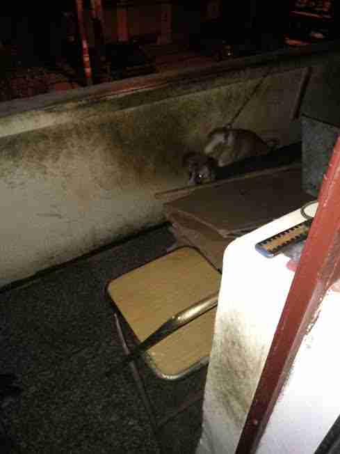 Dog chained on balcony