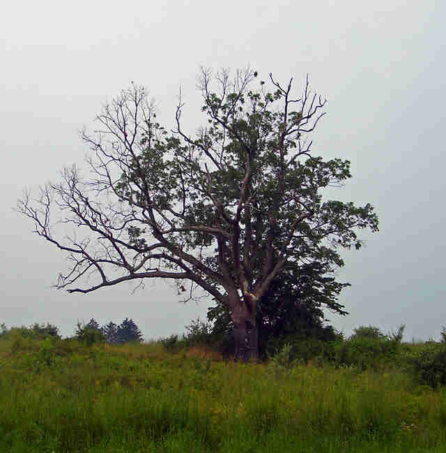 The Devil’s Tree
