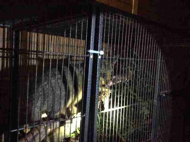 Possum saved from toilet
