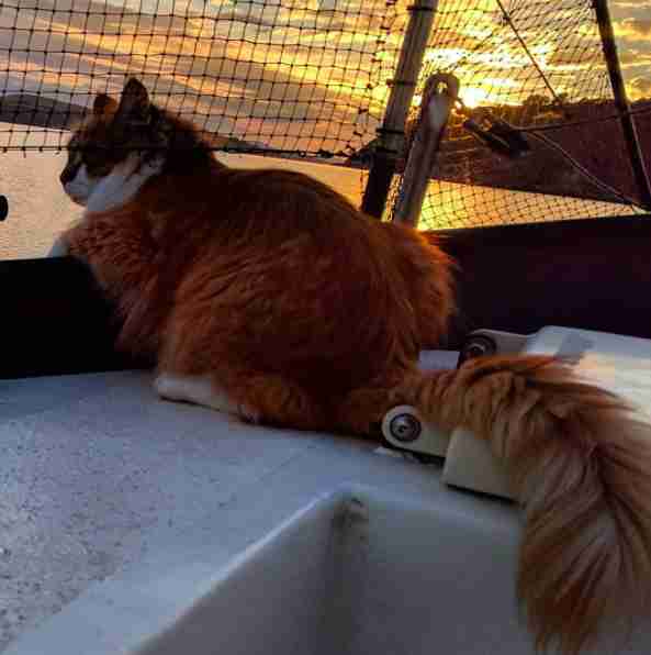 Cat on sailboat at sunset