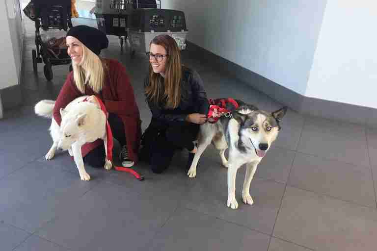 Huskies saved from Aleppo, Syria, arrive in Canada to look for homes