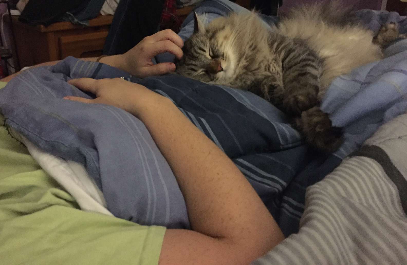 кот любит спать на кровати